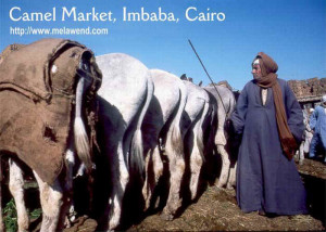 aaaaaaaaaaaa - man behind camels Imbaba