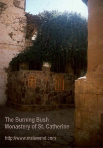 dddddd - burning bush in Monastery St. Catherine