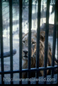 sss - Athens zoo LION