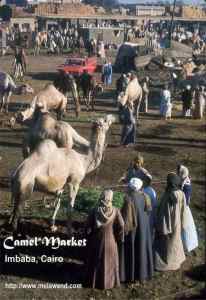 EGYPT - Camel_Market_-_Imbaba_Cairo_-_Melawend[1]