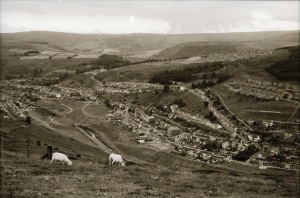 TR 3 - Welsh velly sheep